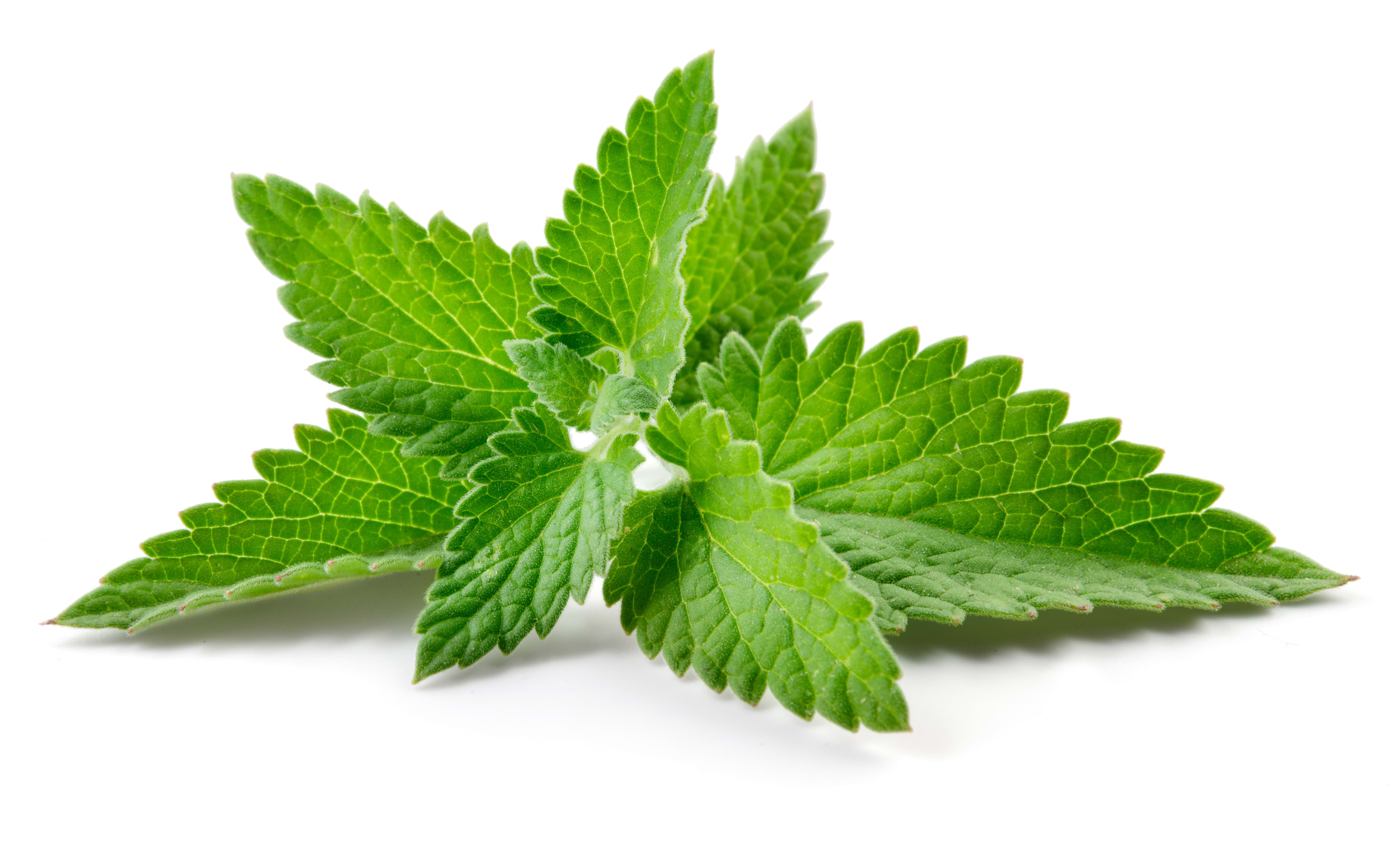 Peppermint na 228.sk- pomôž si sám.