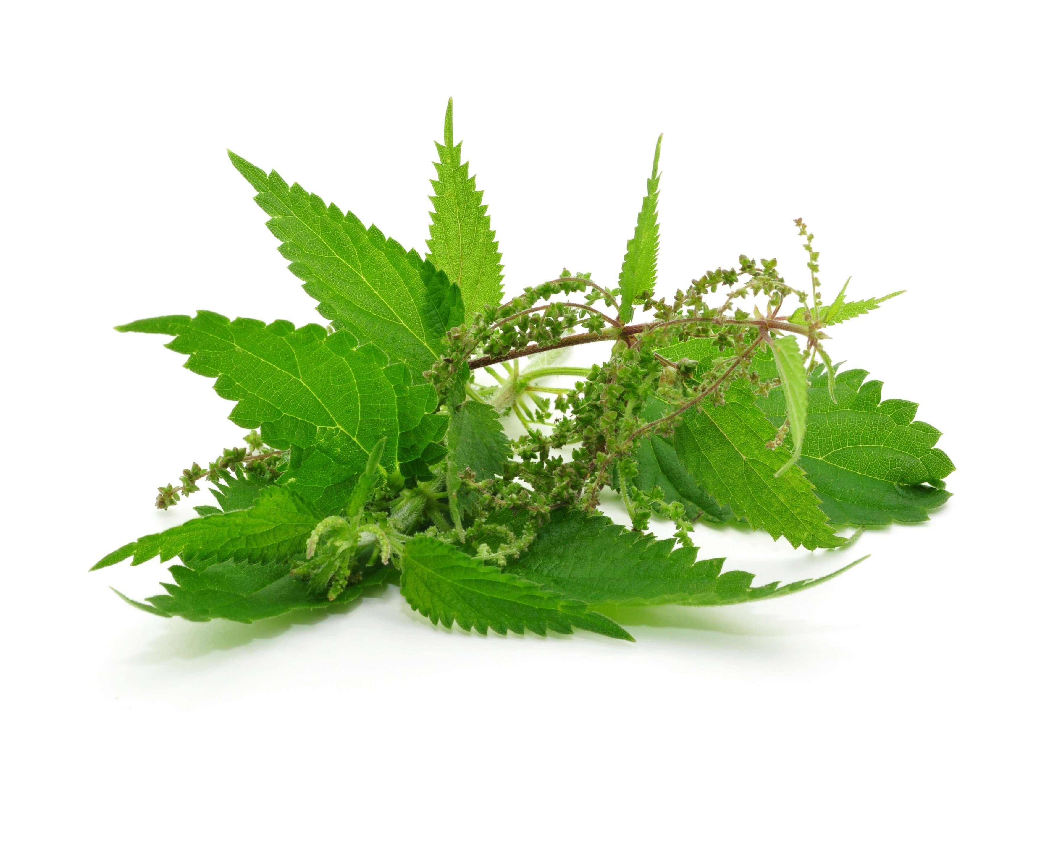 Žihľava na 228.sk- pomôž si sám.