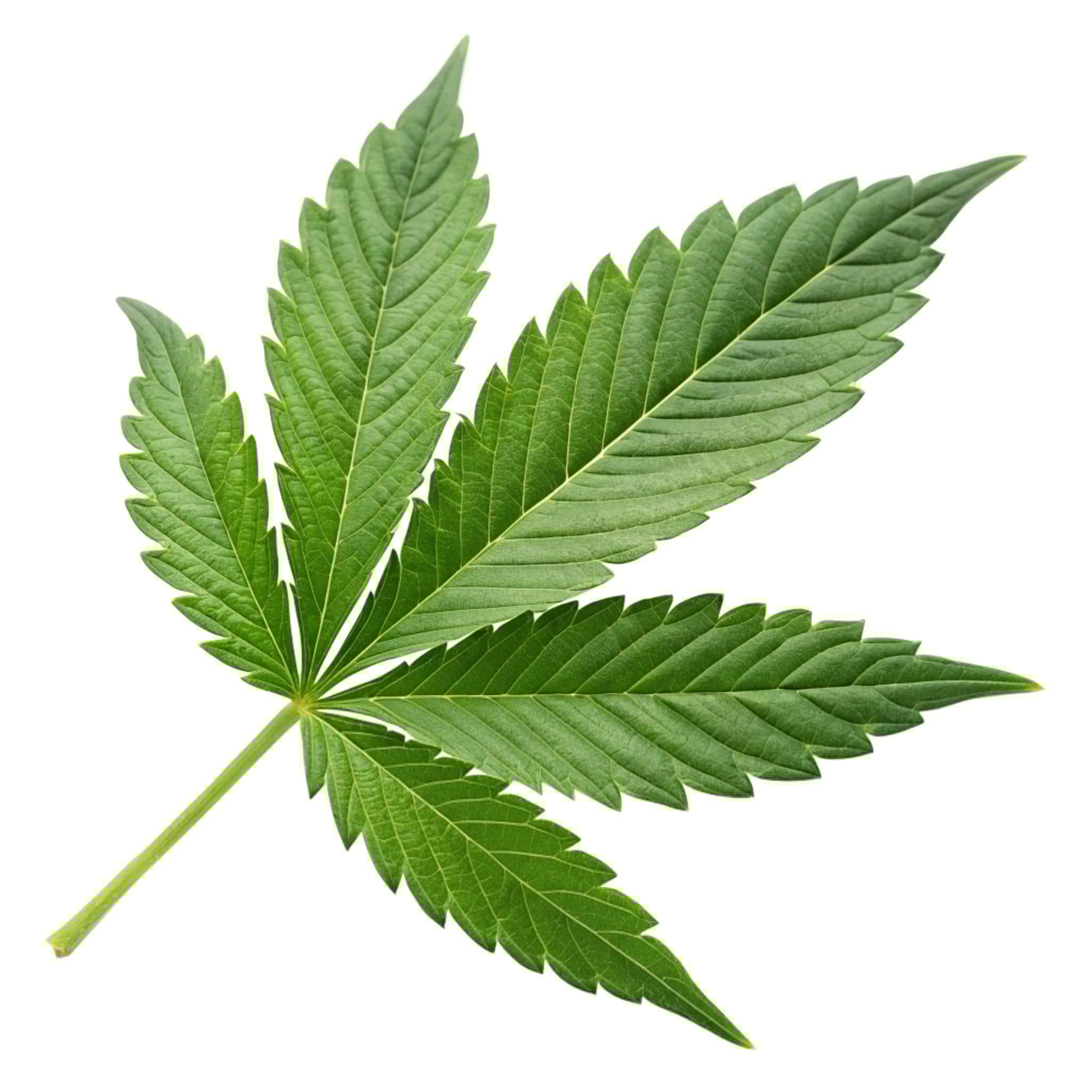 Beta-alanín na 228.sk- pomôž si sám.