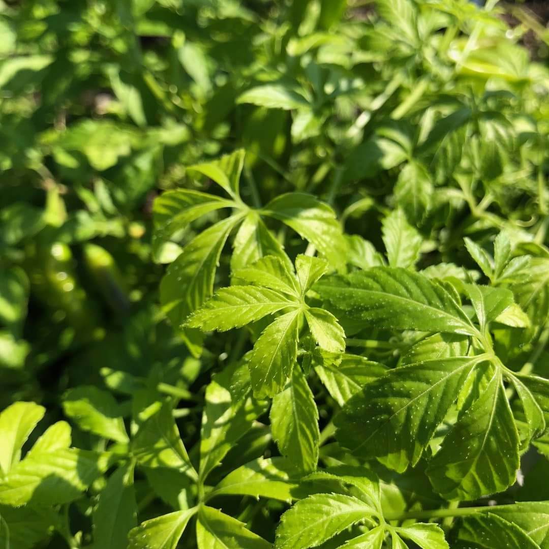 Ženšen päťlistý na 228.sk- pomôž si sám.