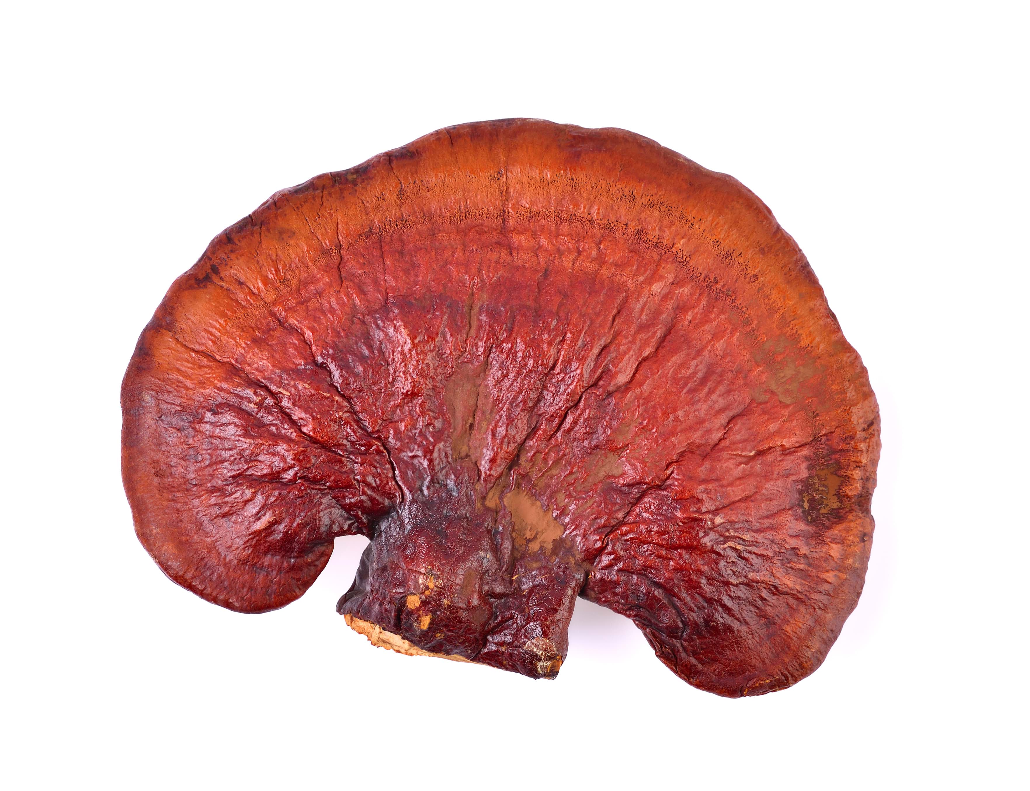 Lesklokôrovka lesklá na 228.sk- pomôž si sám.